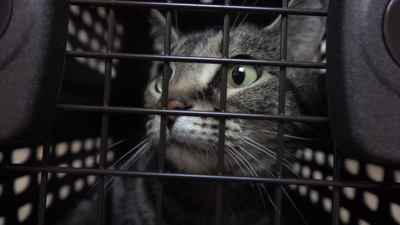 No one saw this coming - a toddler played with his cat and this is what ...