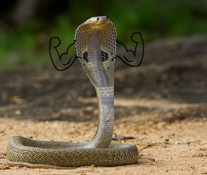 25 hilarious snake pics transformed by creative doodles
