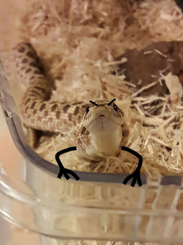 25 hilarious snake pics transformed by creative doodles