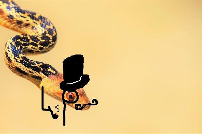 25 hilarious snake pics transformed by creative doodles