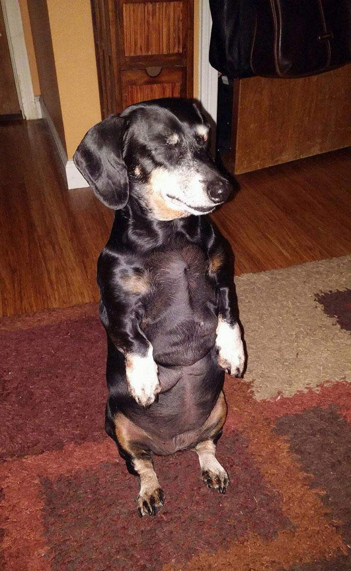 45 times dogs managed to fall asleep in hilariously awkward positions