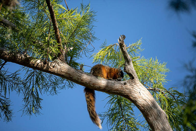 Better urban design could help save Florida’s threatened Big Cypress ...