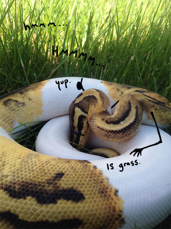25 hilarious snake pics transformed by creative doodles