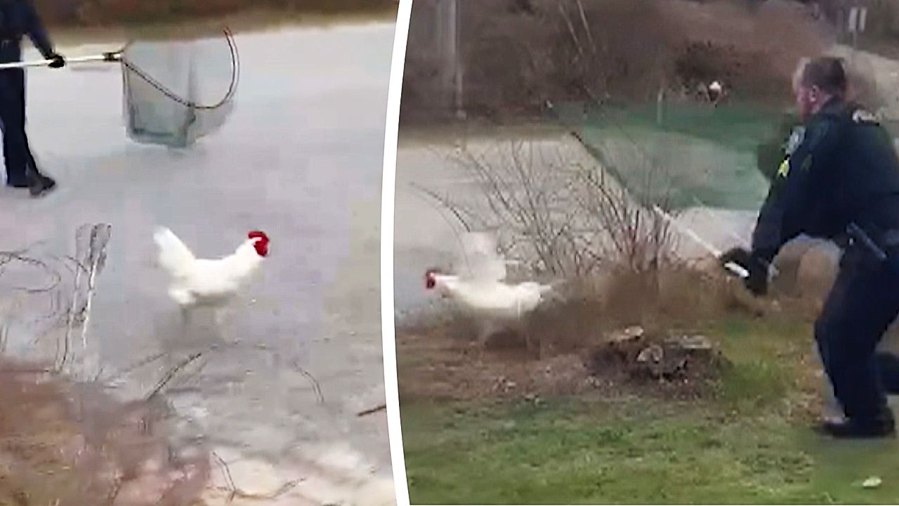Runaway rooster leads police chase in Massachusetts