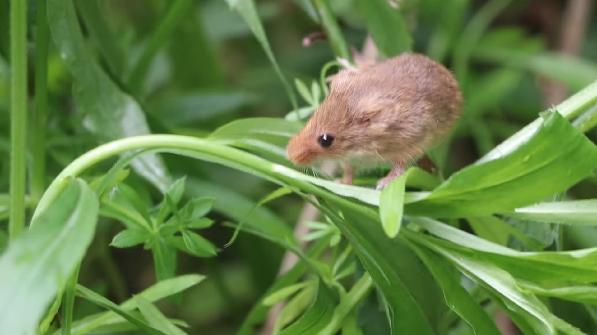 Watch why London released 1,014 tiny mice into a park