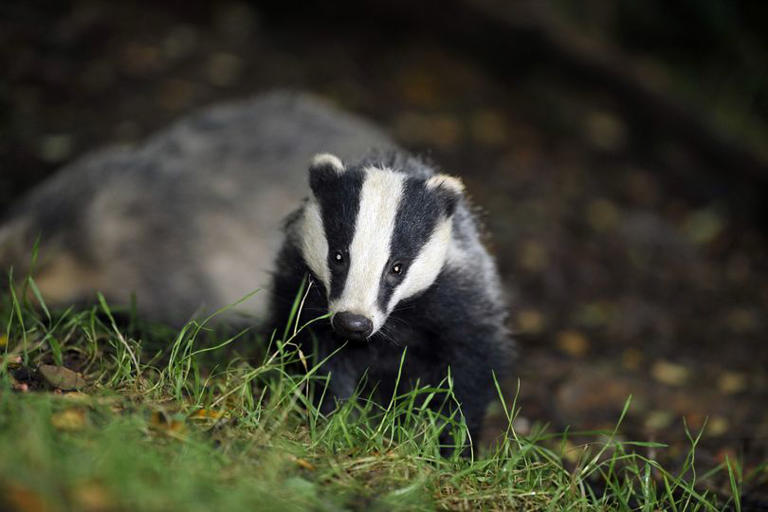 Four badgers shot dead in woodland near Tewkesbury