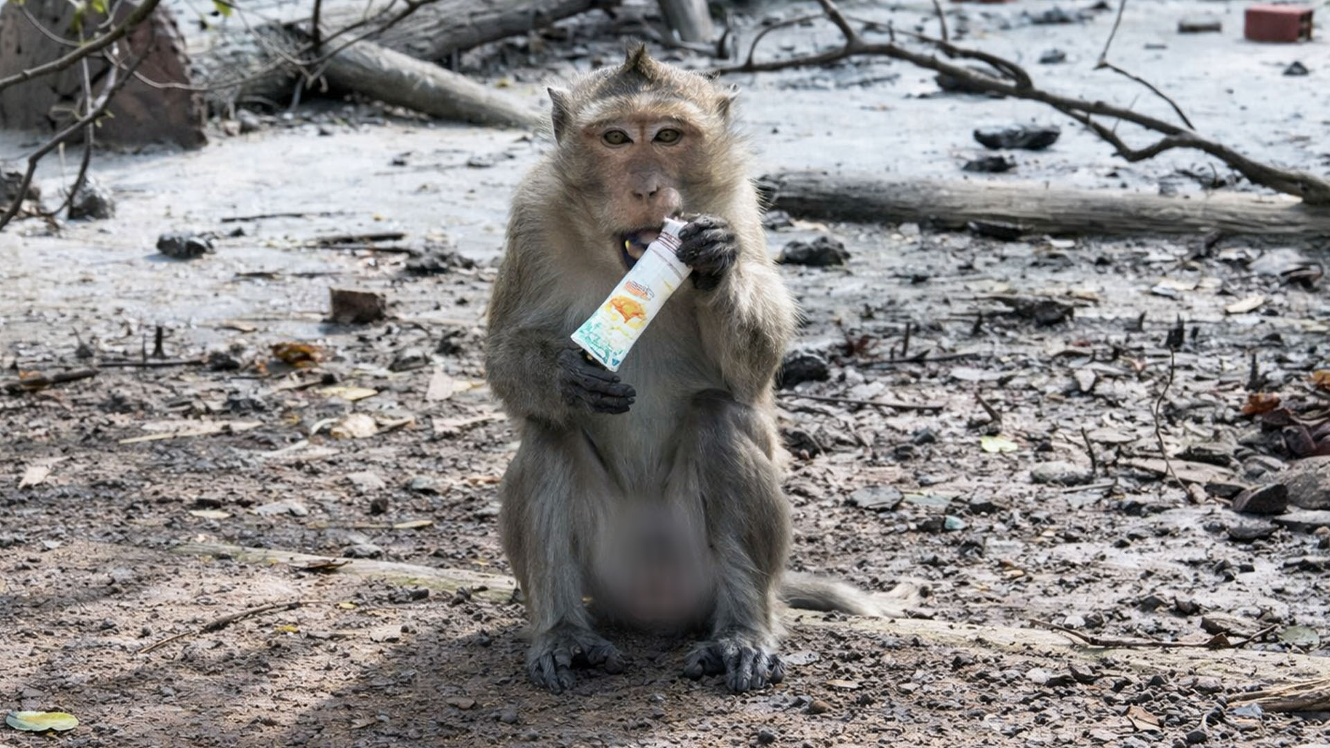 A small snack brings a clear reaction from the monkey