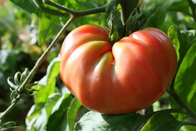 6 'ugly' heirloom veggies that taste better than the pretty ones