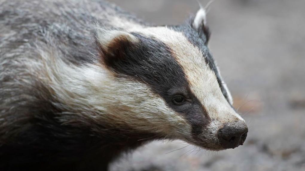 Four badgers found shot dead in woodland<br><br>