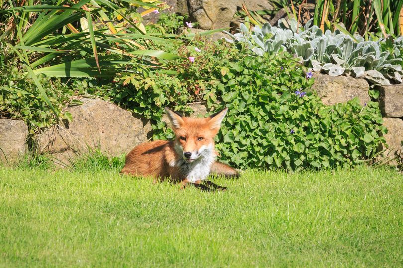 Keep cats, foxes and rats out of gardens with natural 39p deterrent spray