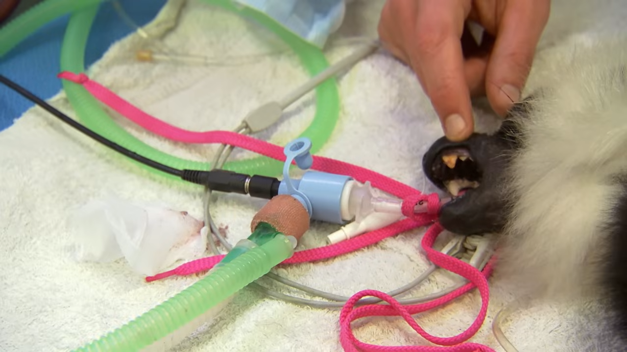 They prepared for surgery… then realized the truth