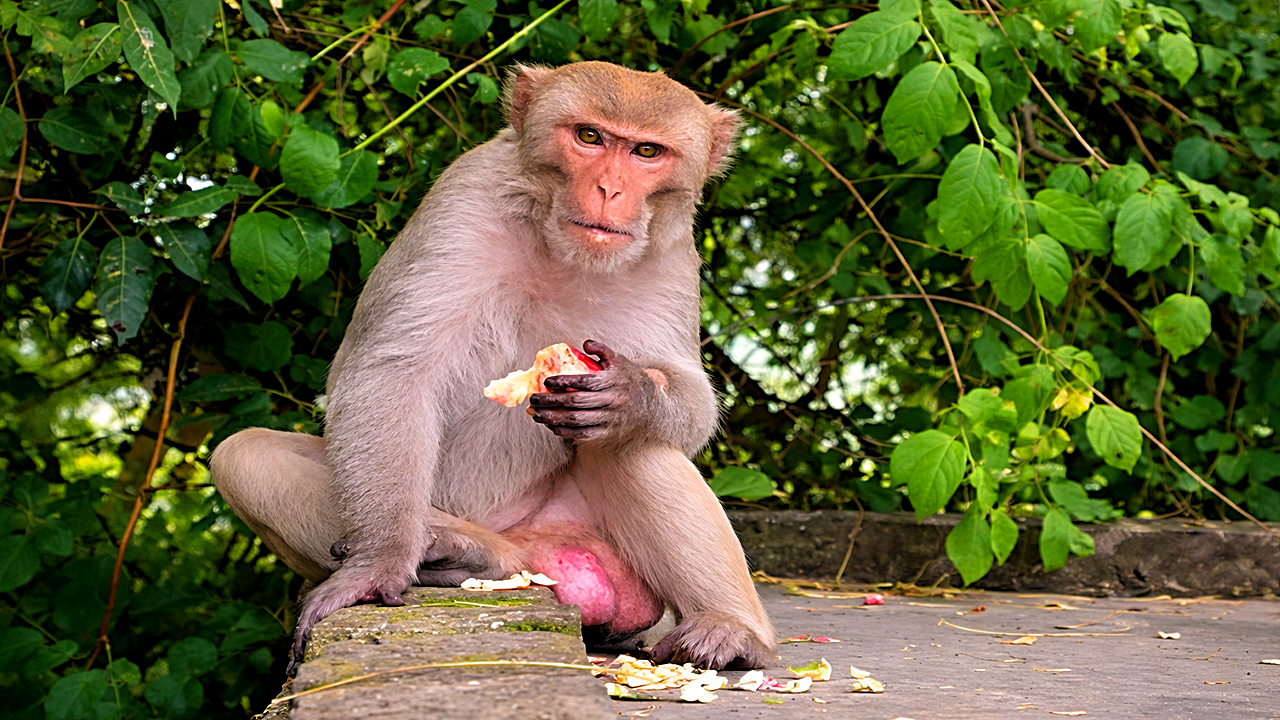 Watch what happens when you disturb a monkey with a camera