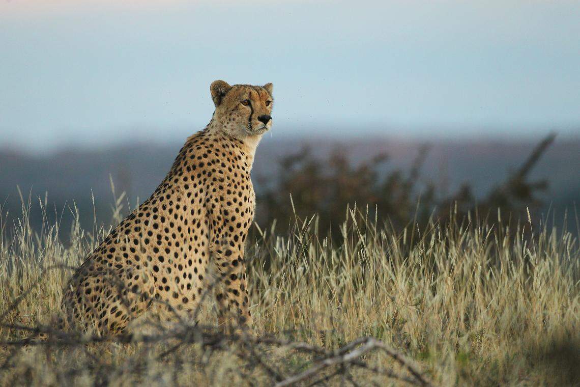 40 animal species gain new UN protections after global summit