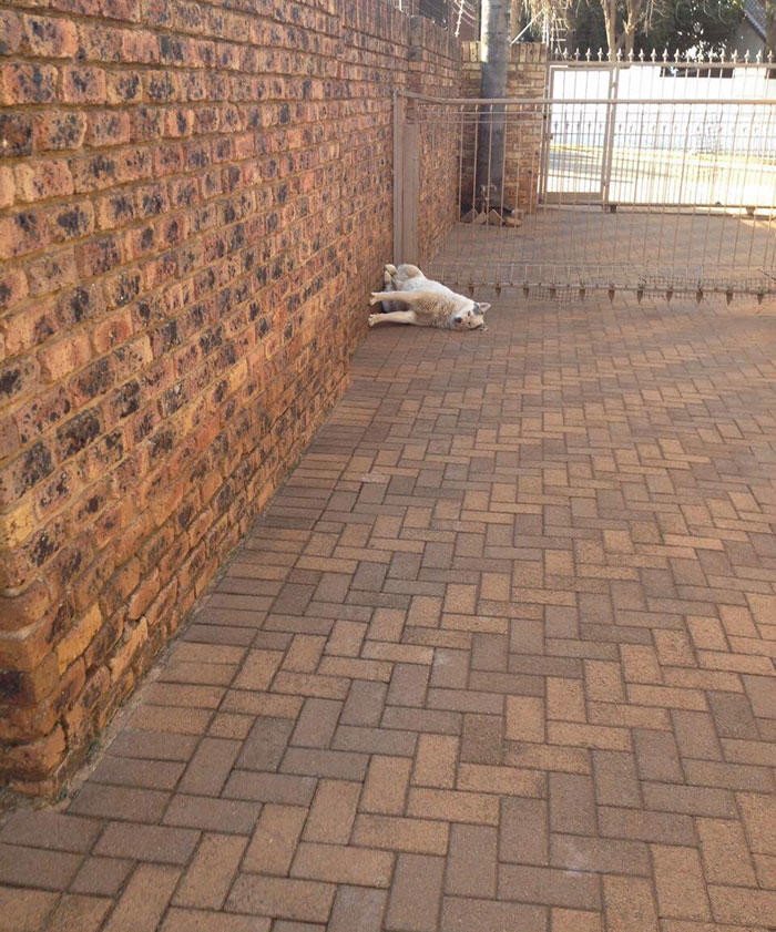 45 times dogs managed to fall asleep in hilariously awkward positions