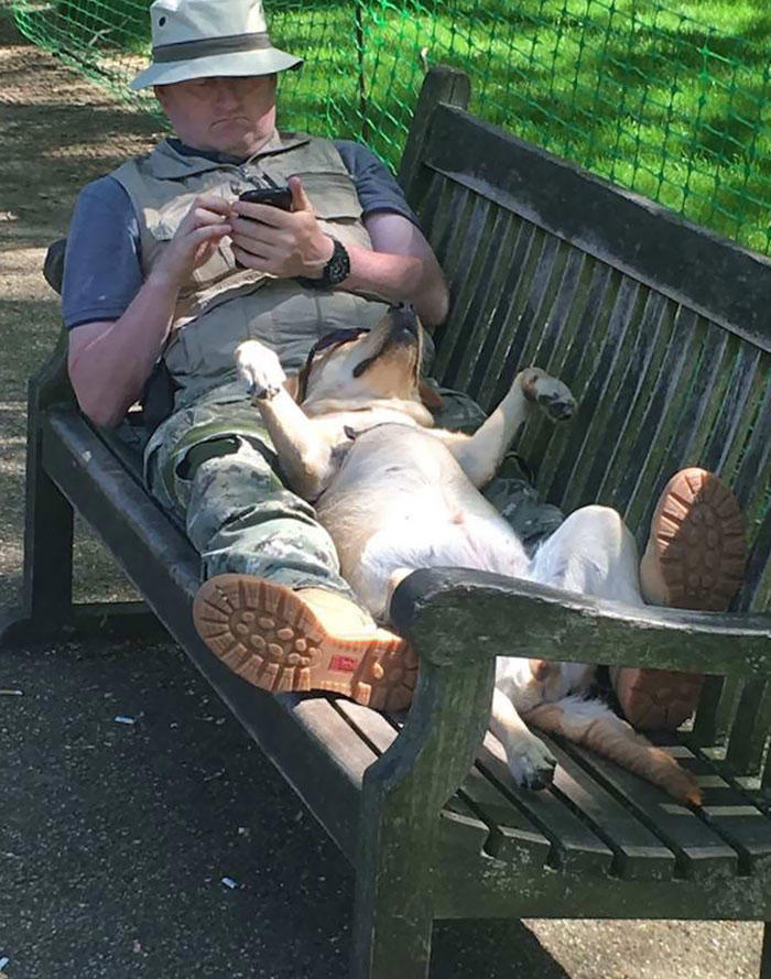 45 times dogs managed to fall asleep in hilariously awkward positions
