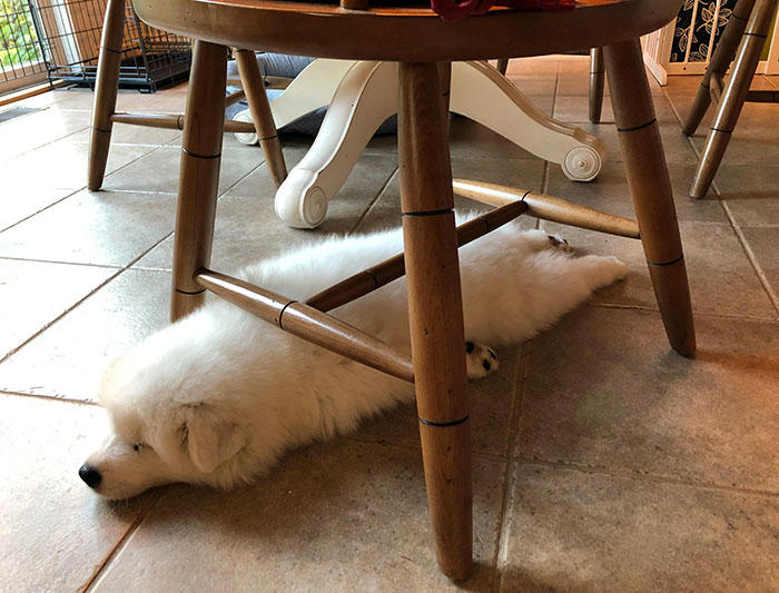 45 times dogs managed to fall asleep in hilariously awkward positions