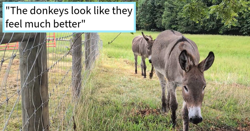 Two stubborn donkeys help family heal after passing of late father ...