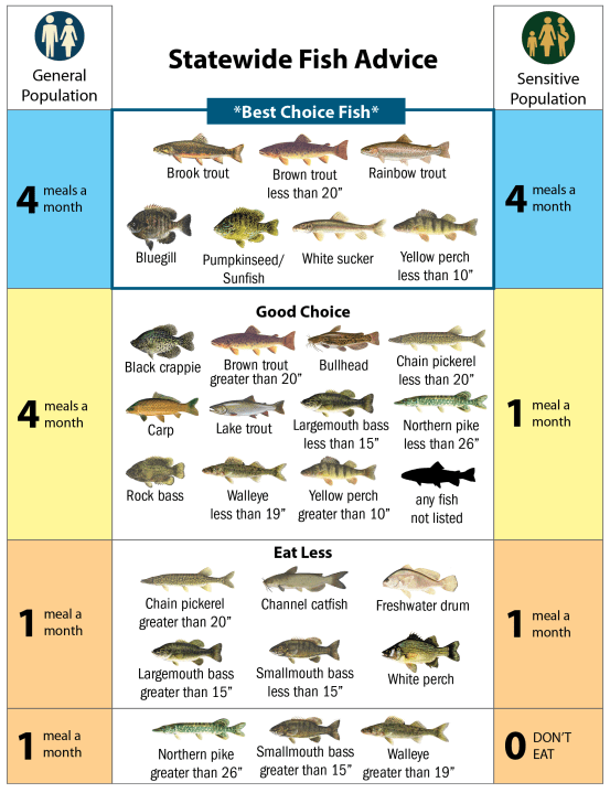 Which fish are safe to eat in Lake Ontario and what to avoid
