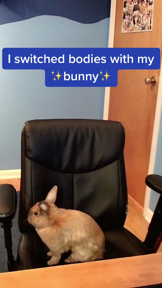 I became a rabbit! #twitch #minecraft #bunny #streamer #gaming #cute