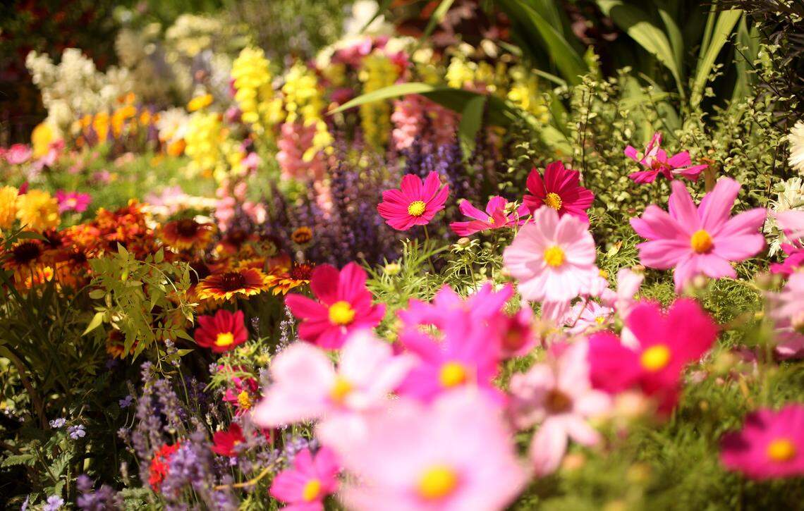 Foolproof flower gardening: A beginner's guide to easy blooms
