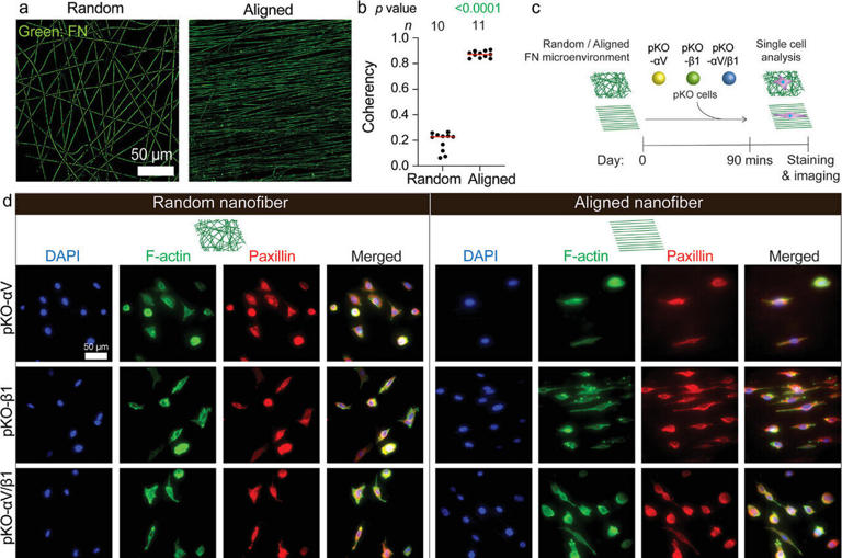 Uncontrolled scarring: Study reveals the cell sensor that turns healing ...