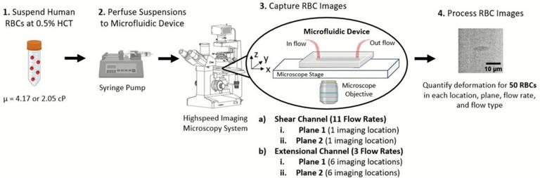 Supercomputer simulations reveal early red blood cell damage in blood pumps