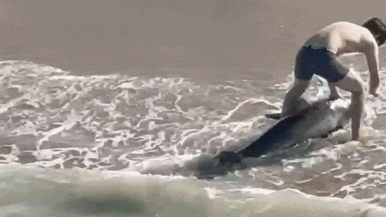 Fisherman risks life and limb to rescue great white shark caught on line