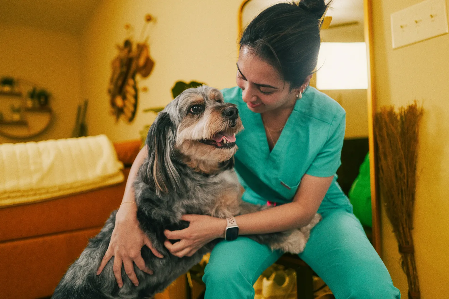 The rising cost of pet care: What owners pay for arthritis, dental ...