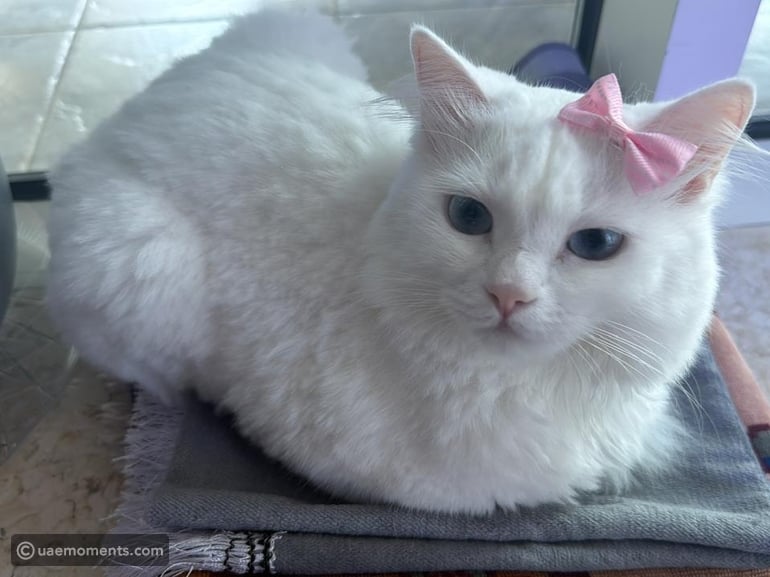 Managing excessive meowing in cats: Causes and solutions