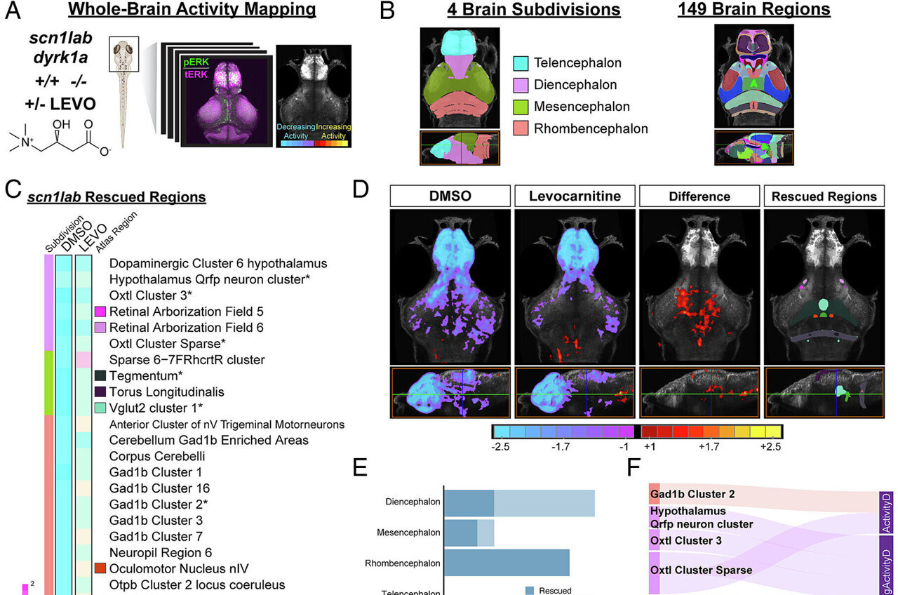 Zebrafish reveal new insights into the biology of autism