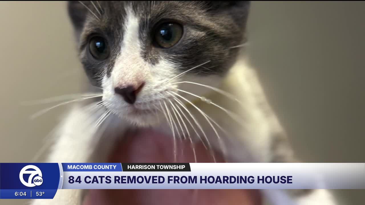 Macomb County Animal Control removes 84 cats from a massive hoarding ...