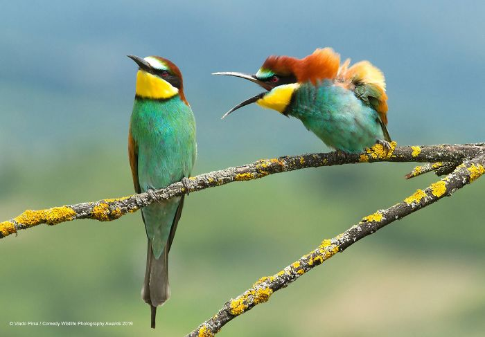 37 funny entries from the Comedy Wildlife Photography Awards