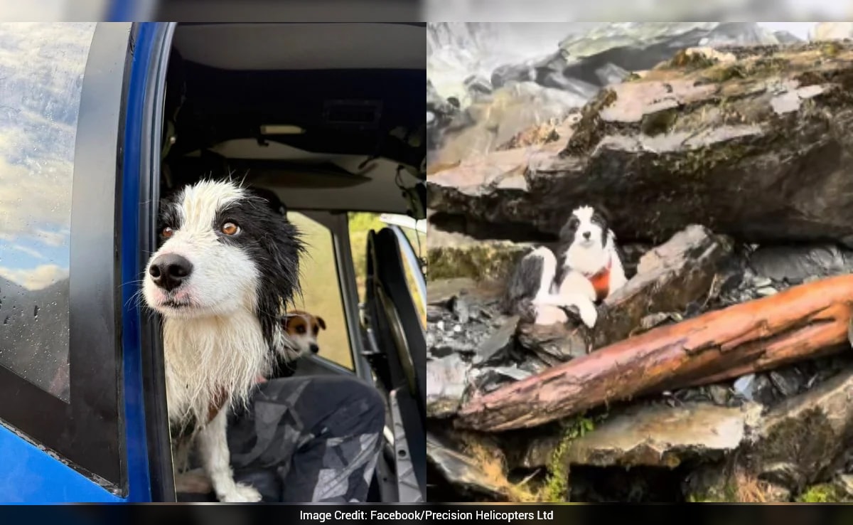 Pet dog rescued by helicopter week after getting lost in New Zealand ...