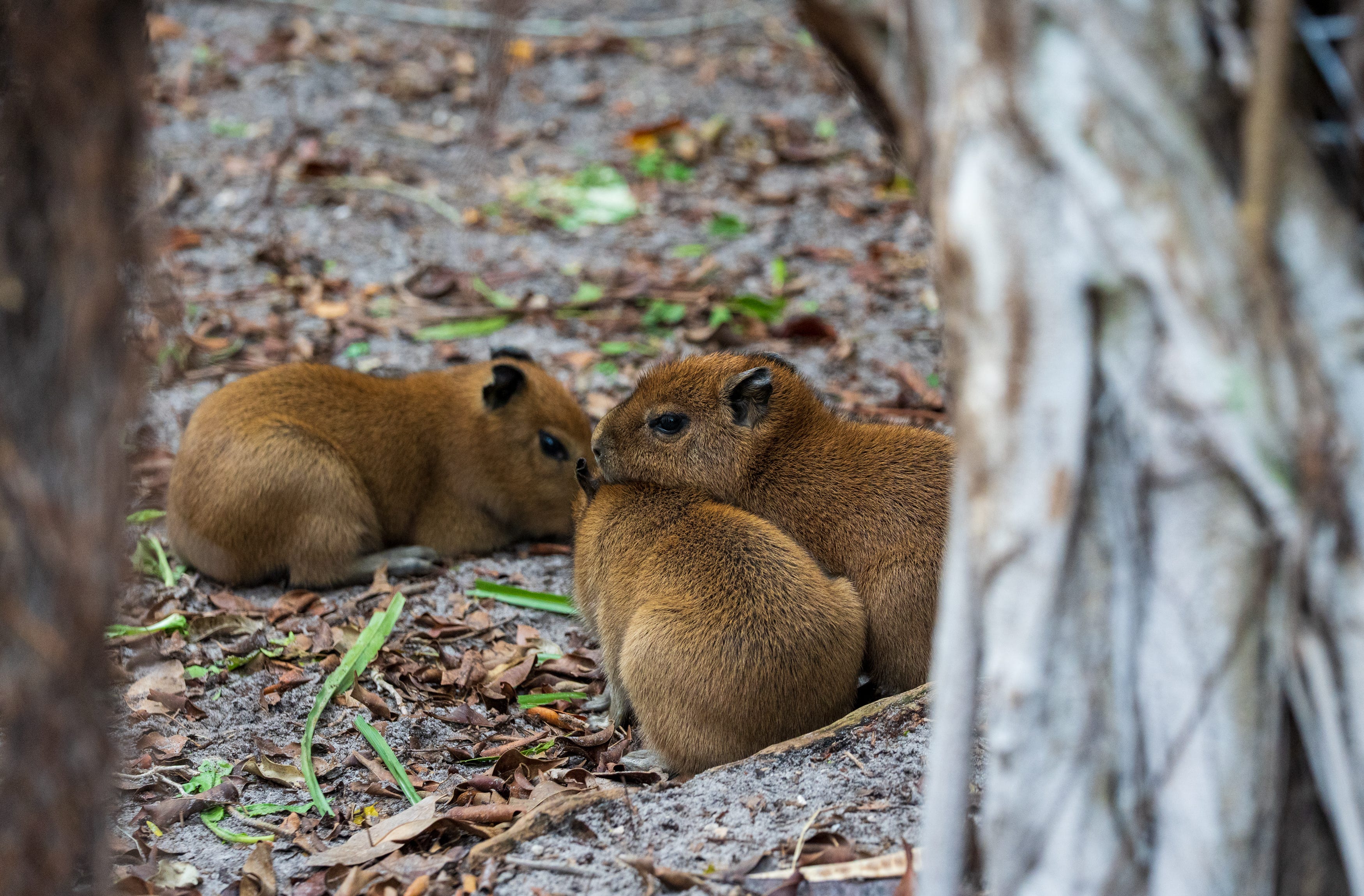 Ares, Palm Beach Zoo's beloved capybara pup, dies after surgery