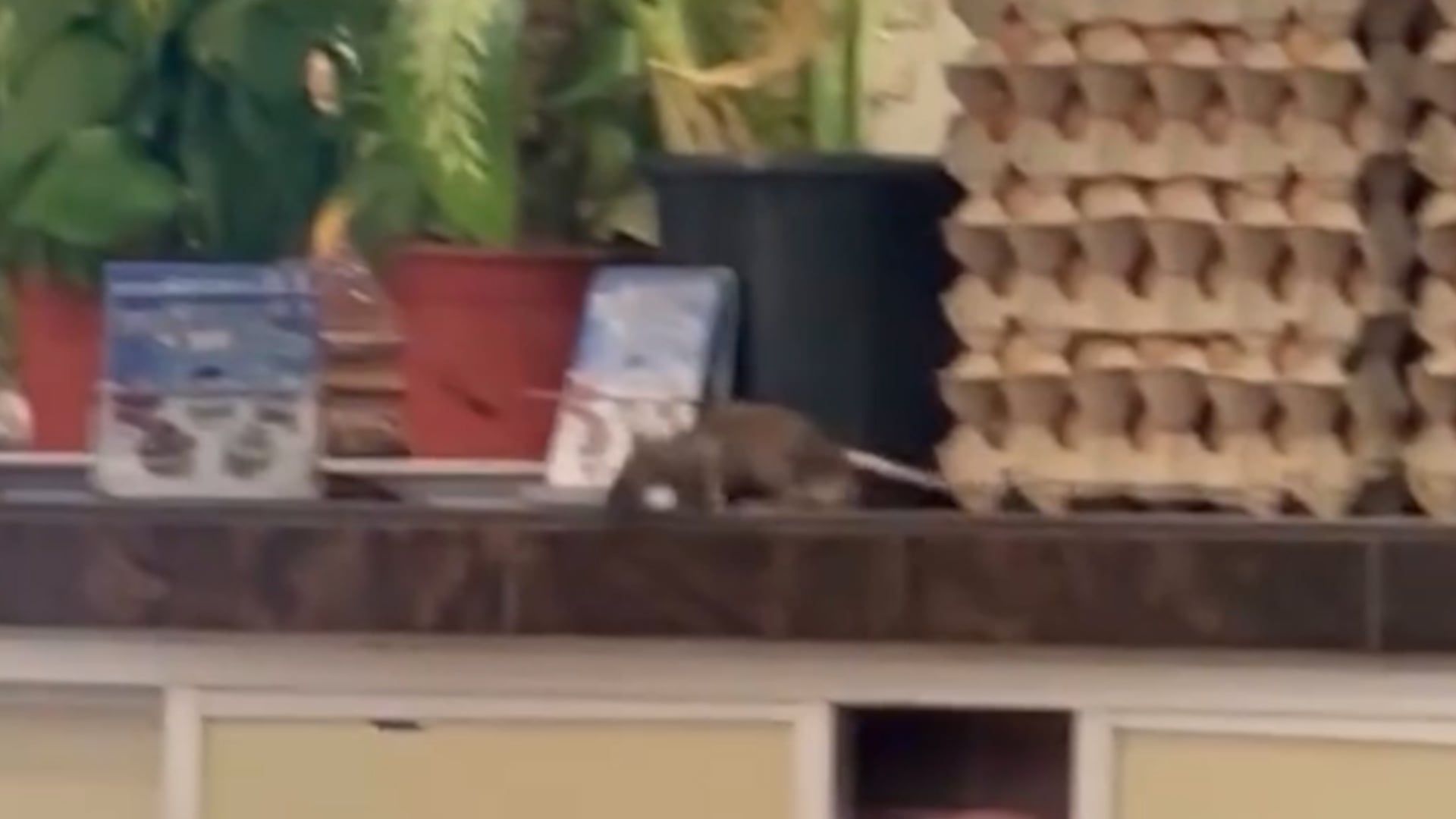Rat seen walking on restaurant cashier in Malaysia