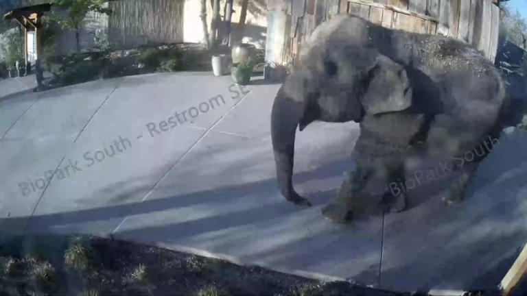 Video: Elephant explores zoo after breaking out of enclosure