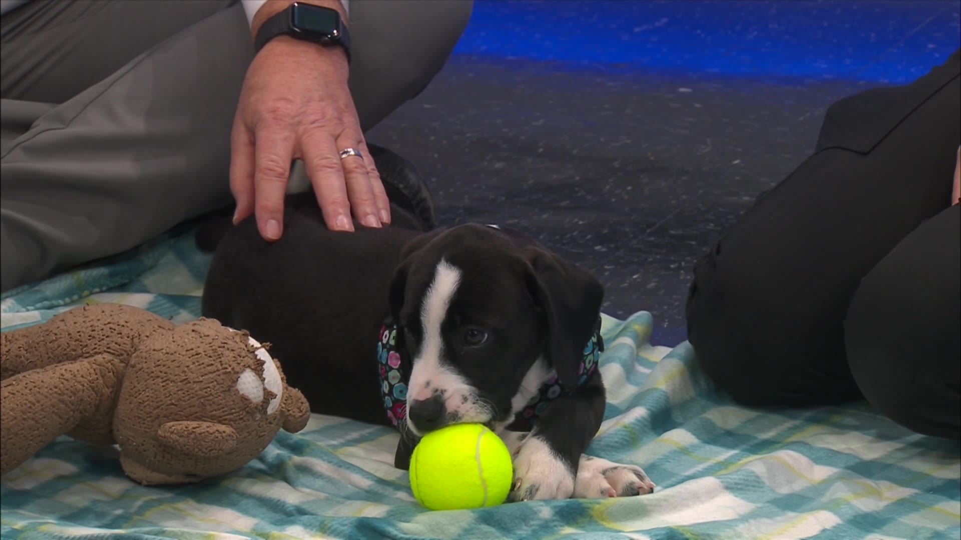 News 13 pet adoption option: Morgan