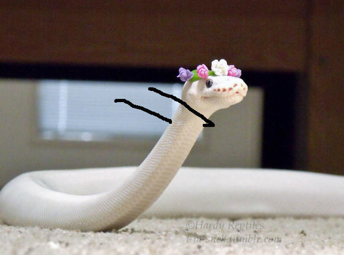 25 hilarious snake pics transformed by creative doodles
