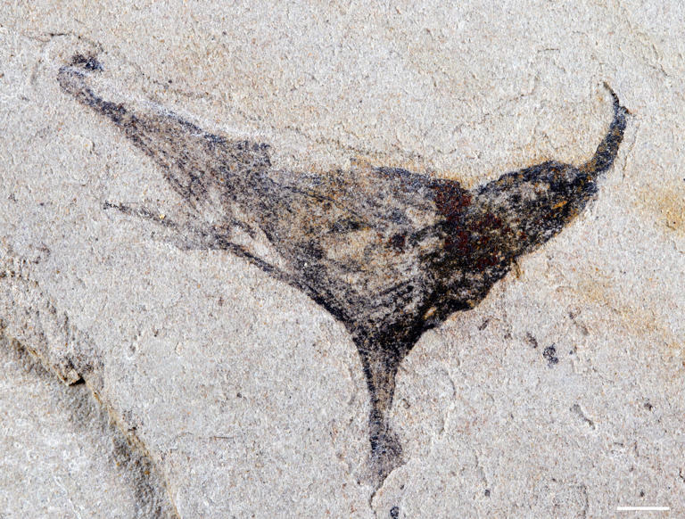 How we came to be: Scientists get first look at the evolution of early ...