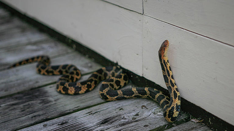 What to do if you find a snake's shed skin in your yard