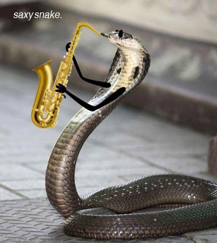 25 hilarious snake pics transformed by creative doodles