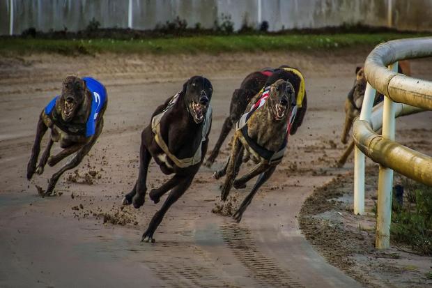 RSPCA slams 'inherently dangerous' dog racing as broadcaster pulls out