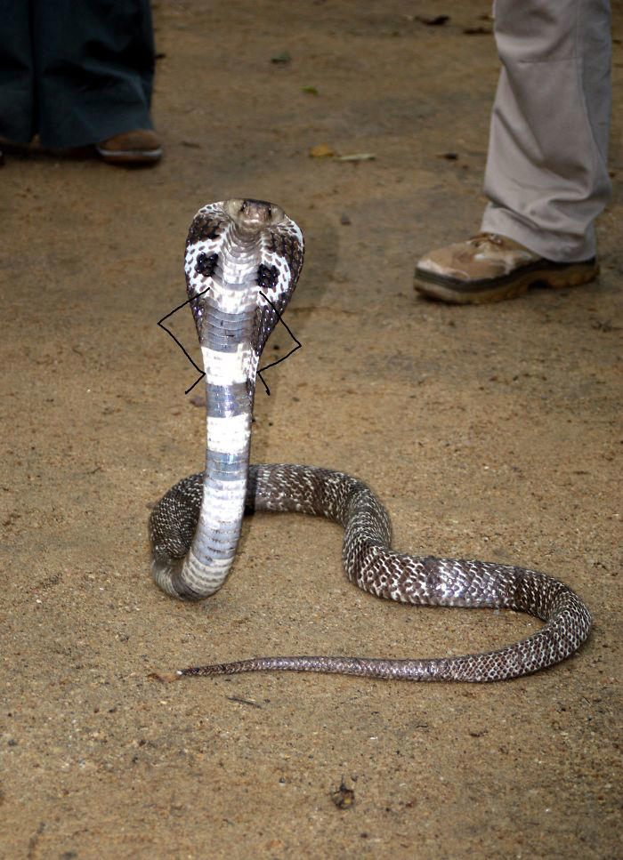 25 hilarious snake pics transformed by creative doodles