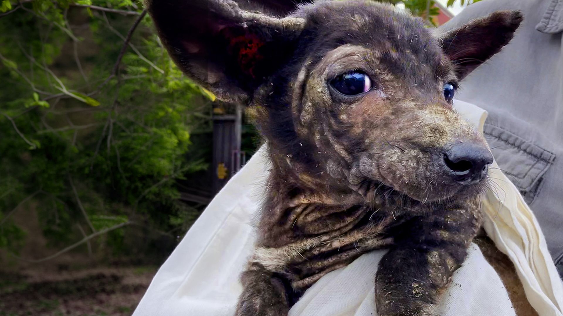 She pulled over to save a starving puppy — and found his brother too