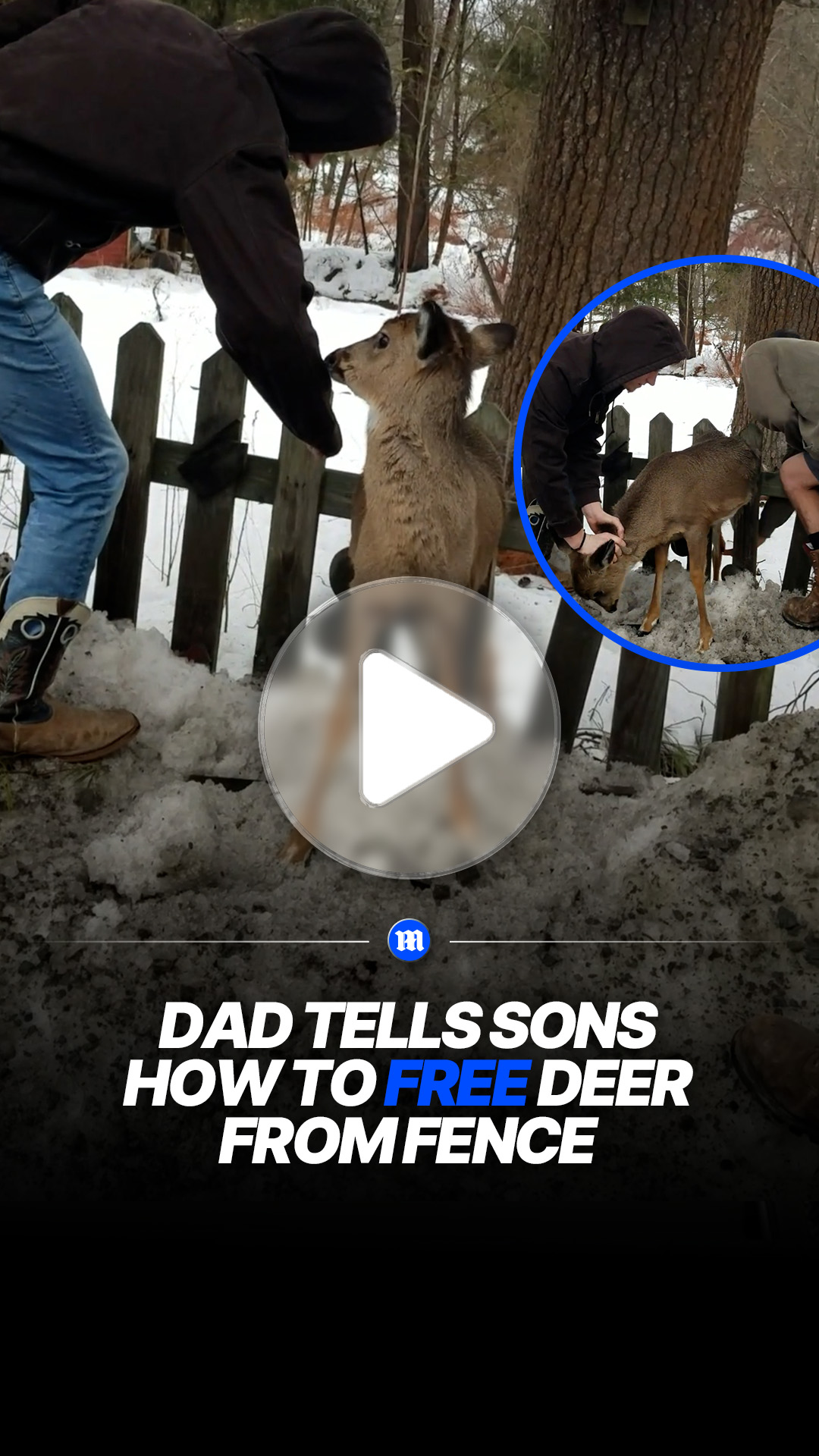 Dad guides sons in rescuing deer stuck in fence