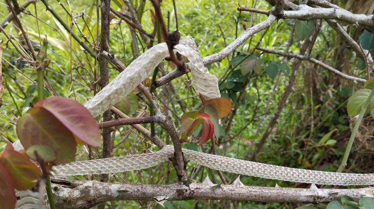 What to do if you find a snake's shed skin in your yard