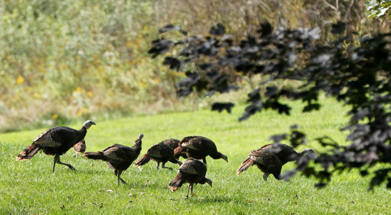2026 spring turkey season: What to know