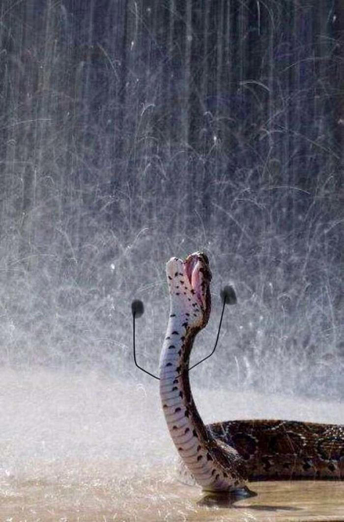 25 hilarious snake pics transformed by creative doodles