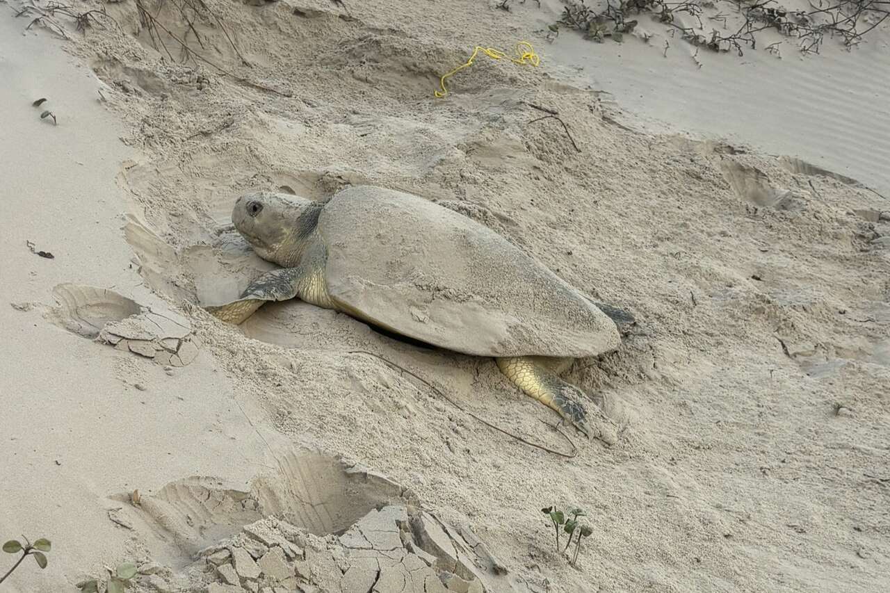 One of the world's rarest sea turtles makes an early return to Texas