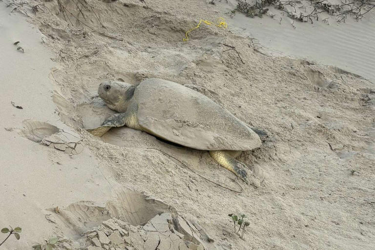 One of the world's rarest sea turtles makes an early return to Texas
